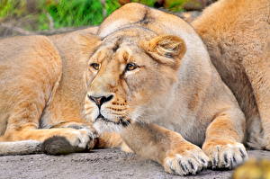 Bakgrunnsbilder Store kattedyr Løver Løvinne