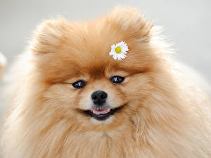 Picture Dogs Spitz  Animals