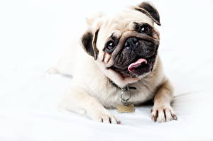 Pictures Dog Pug
