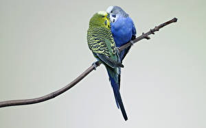Papel de Parede Desktop Aves Papagaios