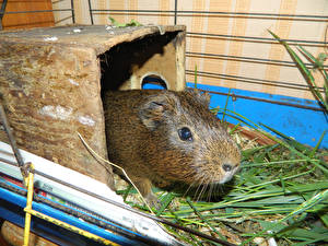 Wallpaper Rodents Guinea pigs