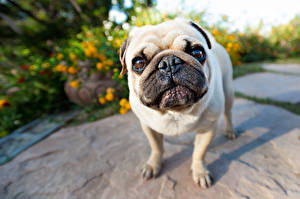 Images Dogs Pug