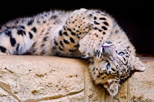 Picture Big cats Snow leopards