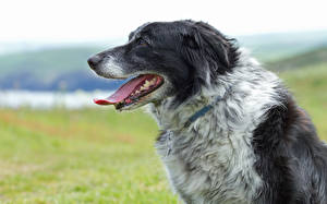 Pictures Dogs Border Collie