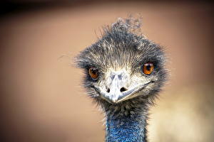 Pictures Bird Ostrich animal