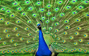 Images Birds Peacock animal