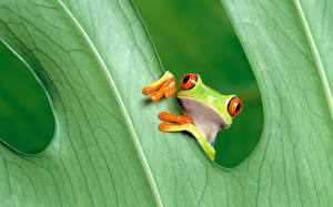 Photo Frogs animal