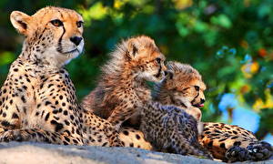 Image Big cats Cheetahs