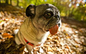 Picture Dogs Pug  Animals