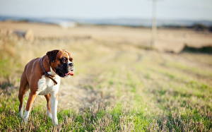 Bureaubladachtergronden Hond Boxer (hond)  Dieren