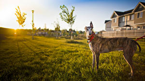 Bureaubladachtergronden Hond Windhond Greyhound