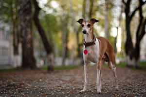 Sfondi desktop Cane Levriero Greyhound by Tatyana Vergel Animali
