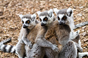 Bakgrunnsbilder Lemurer Dyr