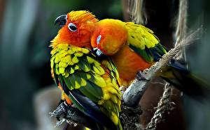 Bilder Vogel Papagei