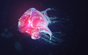 Фотографии Подводный мир Медузы Животные