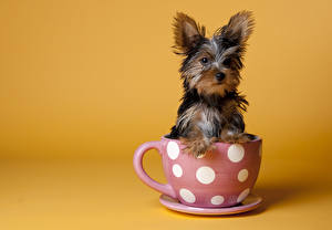 Papel de Parede Desktop Cão Yorkshire terrier Animalia
