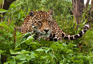Papel de Parede Desktop Fauve Jaguar Animalia