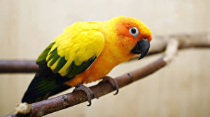 Bilder Vögel Papageien Tiere