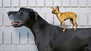 Papel de Parede Desktop Cães Chihuahua Dogue alemão  animalia