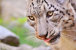 Sfondi desktop Grandi felini Leopardo delle nevi