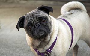 Pictures Dogs Pug  animal