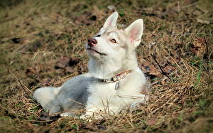 Bureaubladachtergronden Honden Siberische husky Alaska-malamute  Dieren