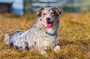 Bureaubladachtergronden Honden Herdershond Gras Australische herder
