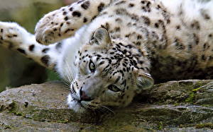 Wallpapers Big cats Snow leopards