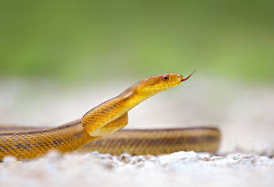Bureaubladachtergronden Een slang een dier