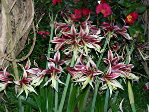 Fotos Amaryllis Blüte