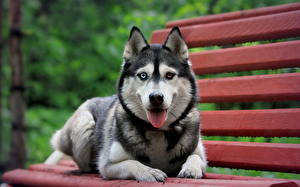 Pictures Dogs Husky  Animals