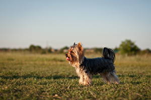 Bureaubladachtergronden Honden Yorkshireterriër by Tatyana Vergel Dieren