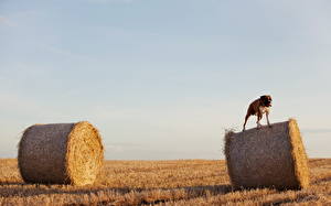 Фото Собаки Боксера Боксёр на сене животное