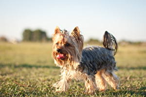 Papel de Parede Desktop Cães Yorkshire terrier by Tatyana Vergel Animalia