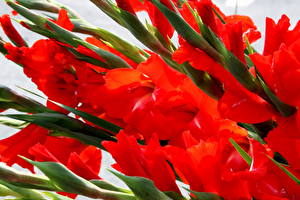 Images Gladiolus