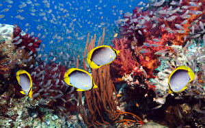 Фото Рыбы Подводный мир Животные