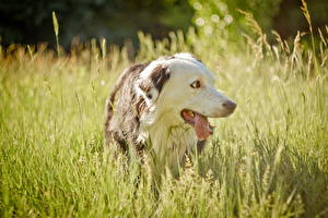 Image Dogs Border Collie