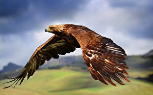 Hintergrundbilder Vögel Adler Tiere