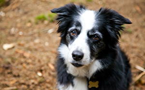 Pictures Dog Border Collie