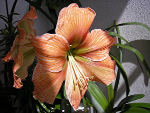 Bilder Amaryllis Blumen