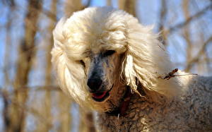 Images Dogs Poodle  animal