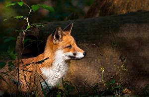 Photo Foxes animal