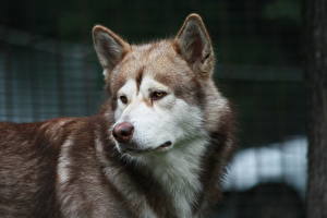 Pictures Dogs Husky Alaskan Malamute Animals