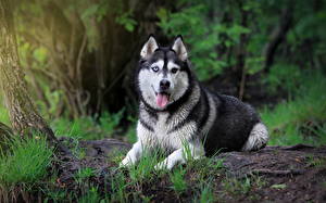Bilder Hund Siberian Husky  Tiere