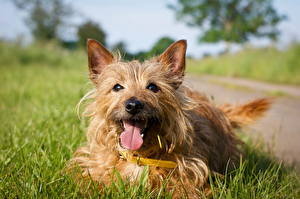 Bakgrunnsbilder Hunder Norwich terrier