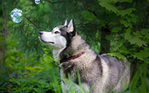 Bureaubladachtergronden Hond Siberische husky  een dier