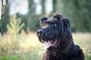 Picture Dogs Giant Schnauzer Animals