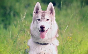 Bureaubladachtergronden Hond Siberische husky  een dier