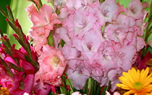 Hintergrundbilder Schwertblume Blumen