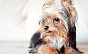 Papel de Parede Desktop Cães Yorkshire terrier Animalia